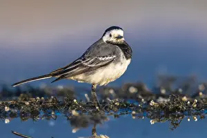 Motacilla Prints: White Wagtail, Motacilla alba alba