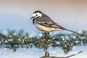 Motacilla Prints: White Wagtail, Motacilla alba alba
