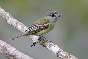 White Winged Prints: White-winged Becard (Pachyramphus polychopterus dorsalis)