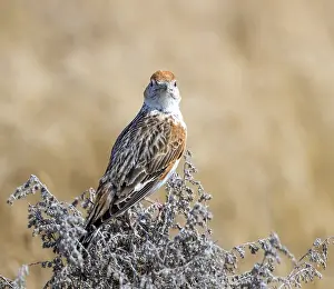 White Winged Prints: White-winged Lark, Alauda leucoptera