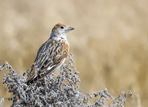 White Winged Prints: White-winged Lark, Alauda leucoptera
