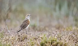 White Winged Prints: White-winged Lark, Alauda leucoptera