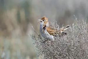 White Winged Prints: White-winged Lark, Alauda leucoptera