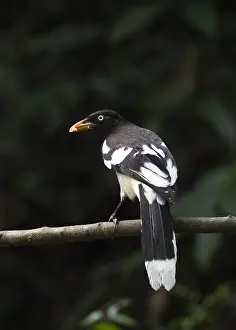 2019 Prints: White-winged Magpie, Urocissa whiteheadi xanthomelana