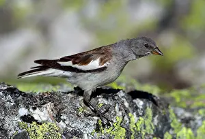 Snowfinch Prints: White-winged Snowfinch, Montifringilla nivalis
