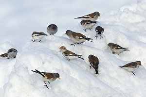 Sneeuwvink Prints: White-winged Snowfinch, Sneeuwvink, Montifringilla nivalis, Snee