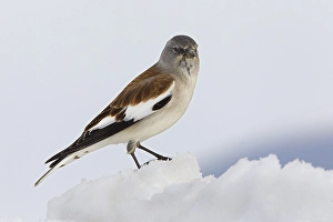 Sneeuwvink Prints: White-winged Snowfinch, Sneeuwvink, Montifringilla nivalis