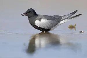White Winged Prints: White-winged Tern