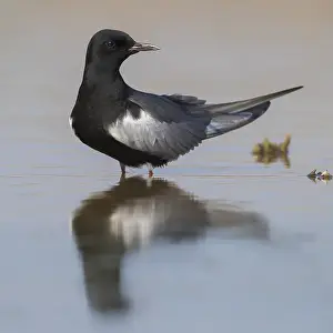 White Winged Prints: White-winged Tern