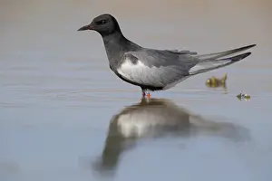 White Winged Prints: White-winged Tern