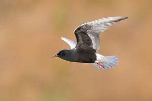White Winged Prints: White-winged Tern