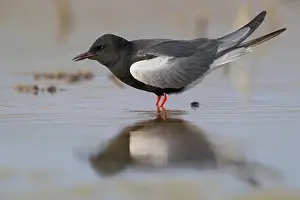 White Winged Prints: White-winged Tern