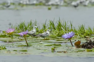 Images Dated 7th September 2013: White-winged Tern, Chlidonias leucopterus