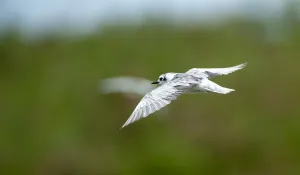 Images Dated 7th September 2013: White-winged Tern, Chlidonias leucopterus
