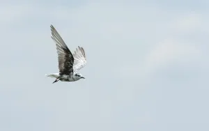 Images Dated 7th September 2013: White-winged Tern, Chlidonias leucopterus