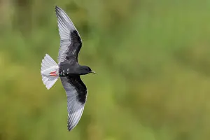 White Winged Prints: White-winged Tern, Chlidonias leucopterus