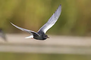 White Winged Prints: White-winged Tern, Chlidonias leucopterus