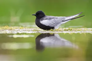 White Winged Prints: White-winged Tern, Chlidonias leucopterus