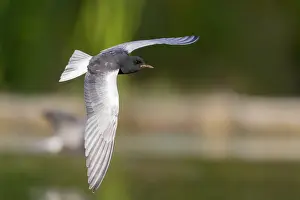 White Winged Prints: White-winged Tern, Chlidonias leucopterus
