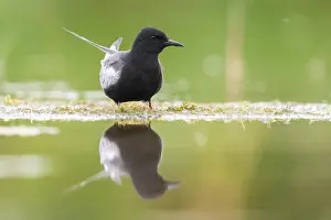 White Winged Prints: White-winged Tern, Chlidonias leucopterus