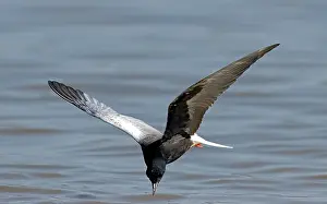 White Winged Prints: White-winged Tern, Witvleugelstern, Chlidonias leucopterus