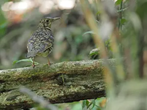 2021 Prints: White's Thrush, Zoothera aurea