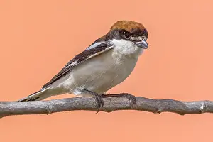 Shrike Prints: Whoodchat Shrike, Lanius senator