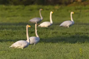 2016 Prints: Whooper Swan