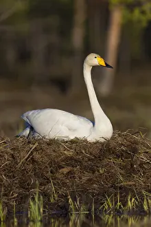 Whooper Swans Prints: Whooper Swan