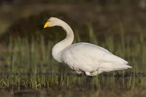 Whooper Swans Prints: Whooper Swan