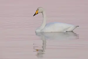 2022 Prints: Whooper Swan, Cygnus cygnus