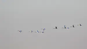 Zwaan Prints: Whooper Swan, Wilde Zwaan, Cygnus cygnus
