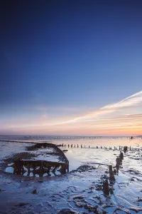 Salt Marsh Prints: Wierumerwad, Waddenzee
