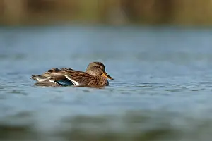 Zwemmen Prints: Wilde Eend; Mallard