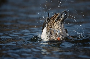 2000 Prints: Wilde Eend, Mallard, Anas platyrhynchos