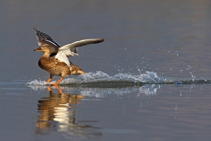 Images Dated 7th October 2010: Wilde Eend, Mallard, Anas platyrhynchos