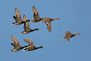 Images Dated 7th October 2010: Wilde Eend, Mallard, Anas platyrhynchos