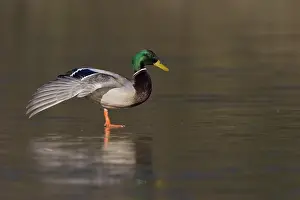 Images Dated 16th February 2008: Wilde Eend; Mallard; Anas platyrhynchos