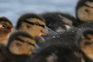 Donskuikens Prints: Wilde Eend, Mallard, Anas platyrhynchos