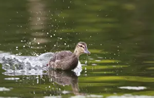 Donskuikens Prints: Wilde Eend, Mallard, Anas platyrhynchos