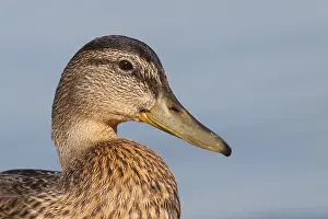 Images Dated 29th June 2008: Wilde Eend, Mallard, Anas platyrhynchos