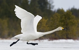Images Dated 31st March 2008: Wilde Zwaan, Whooper swan, Cygnus cygnus