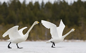 Images Dated 31st March 2008: Wilde Zwaan, Whooper swan, Cygnus cygnus