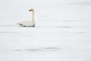 2010 Prints: Wilde Zwaan, Whooper Swan, Cygnus cygnus