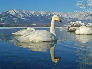 Zwaan Prints: Wilde Zwaan, Whooper Swan, Cygnus cygnus
