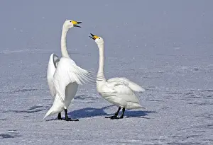 Zwaan Prints: Wilde Zwaan, Whooper Swan, Cygnus cygnus