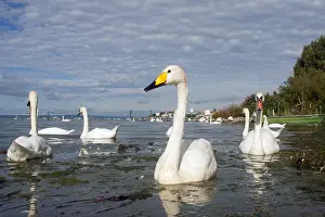 Zwaan Prints: Wilde Zwaan, Whooper Swan, Cygnus cygnus