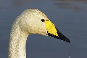 Zwaan Prints: Wilde Zwaan, Whooper Swan, Cygnus cygnus
