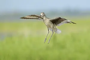 Images Dated 8th June 2020: Willet