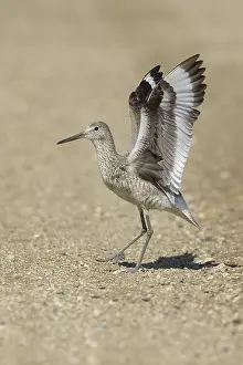 Images Dated 7th June 2020: Willet